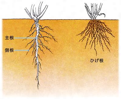 根的種類